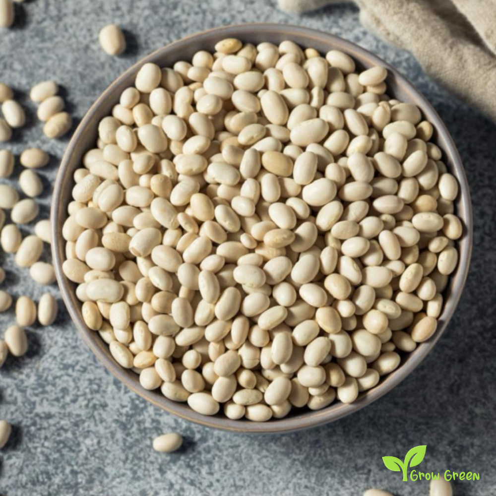 50 seeds of Controne Bean - PHASEOLUS VULGARIS + Gift 5 seeds Sunflower