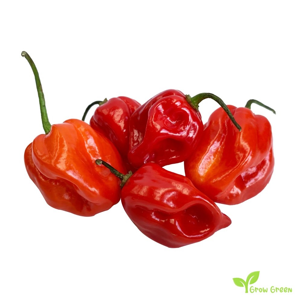 10 seeds of Red Habanero Chilli - CAPSICUM CHINENESE + Gift 5 seeds Sunflower