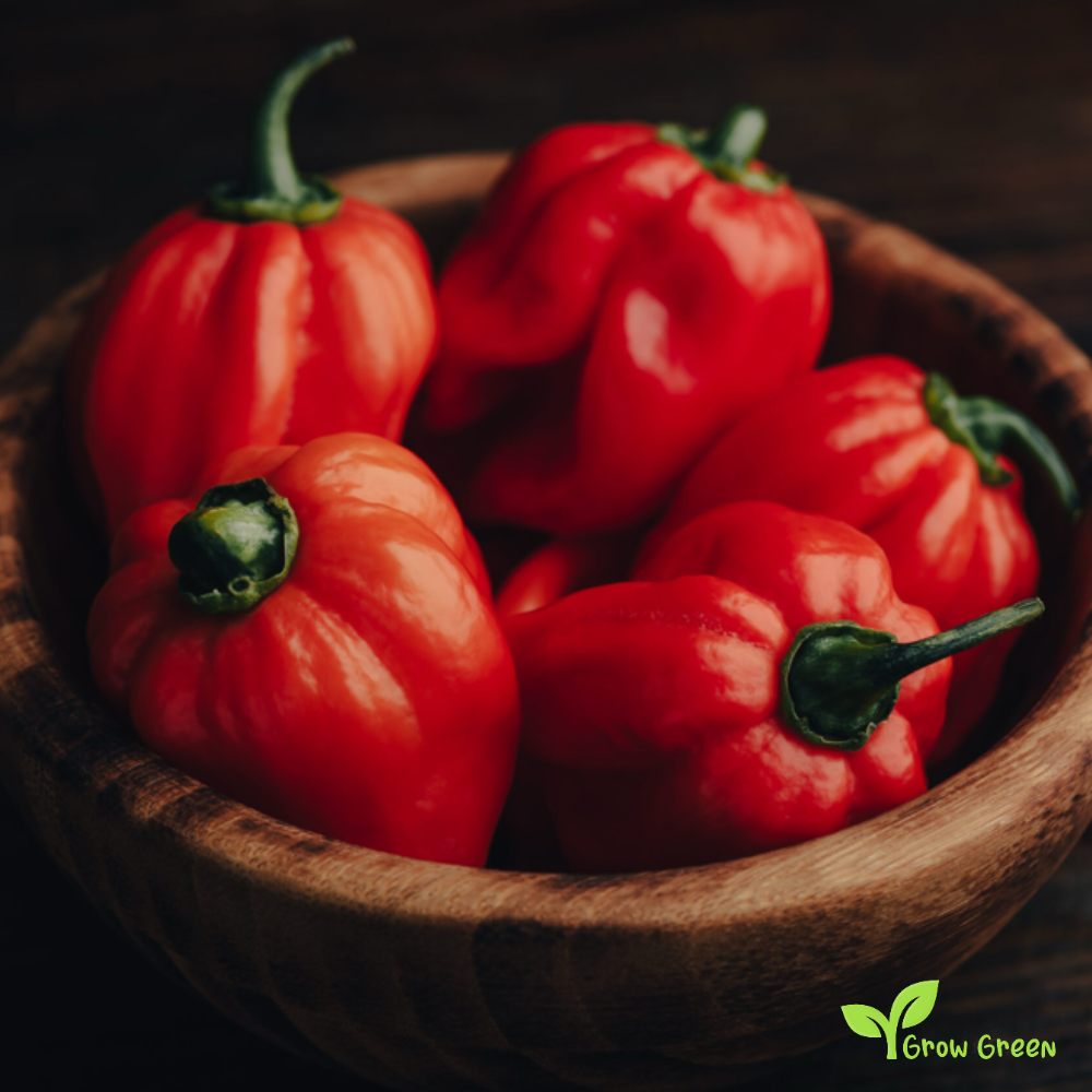 10 seeds of Red Habanero Chilli - CAPSICUM CHINENESE + Gift 5 seeds Sunflower