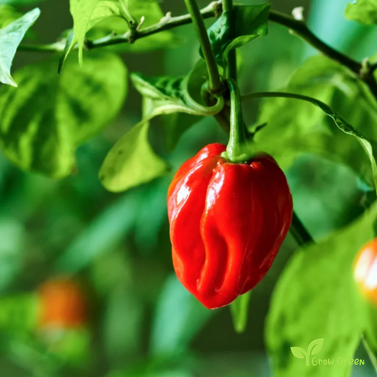 10 seeds of Red Habanero Chilli - CAPSICUM CHINENESE + Gift 5 seeds Sunflower
