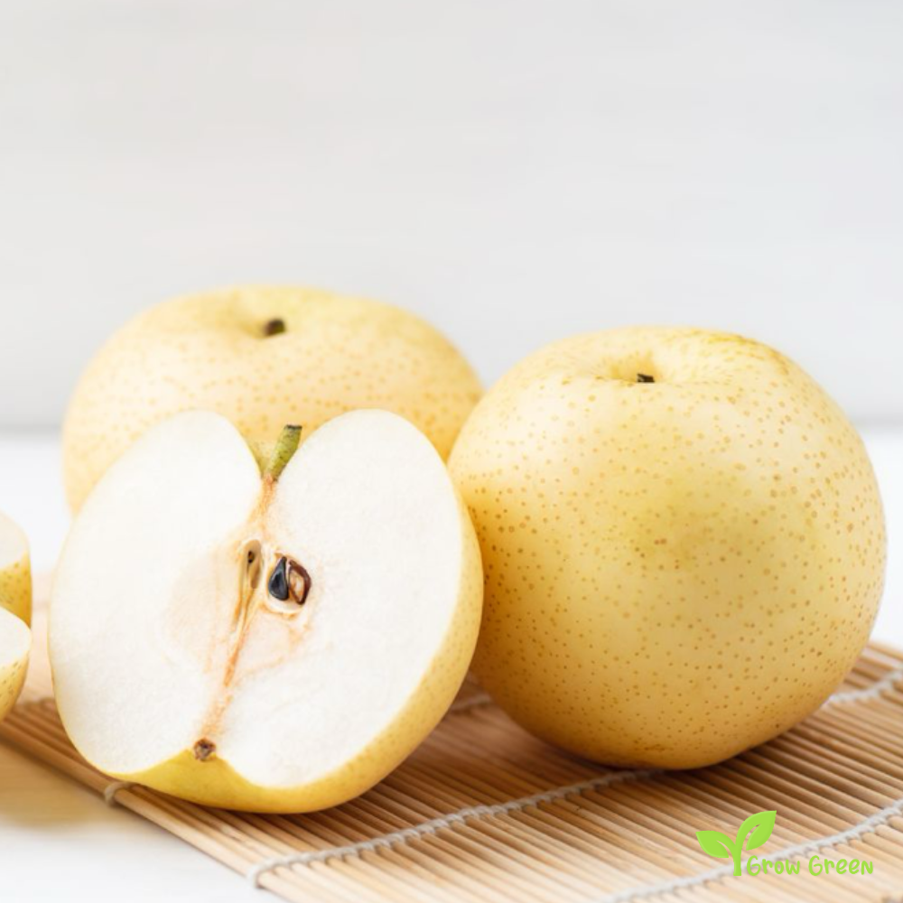 3 seeds of White Chinese Pear - PYRUS BRETSCHNEIDERI + Gift 5 seeds Sunflower