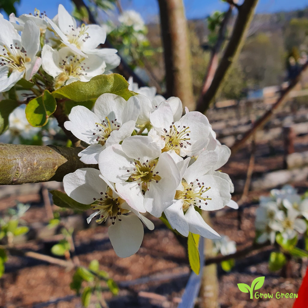 3 seeds of White Chinese Pear - PYRUS BRETSCHNEIDERI + Gift 5 seeds Sunflower