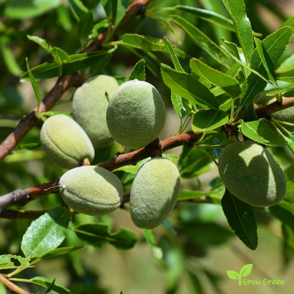 5 seeds of Almond PRUNUS DULCIS/AMYGDALUS + Gift 5 seeds Sunflower