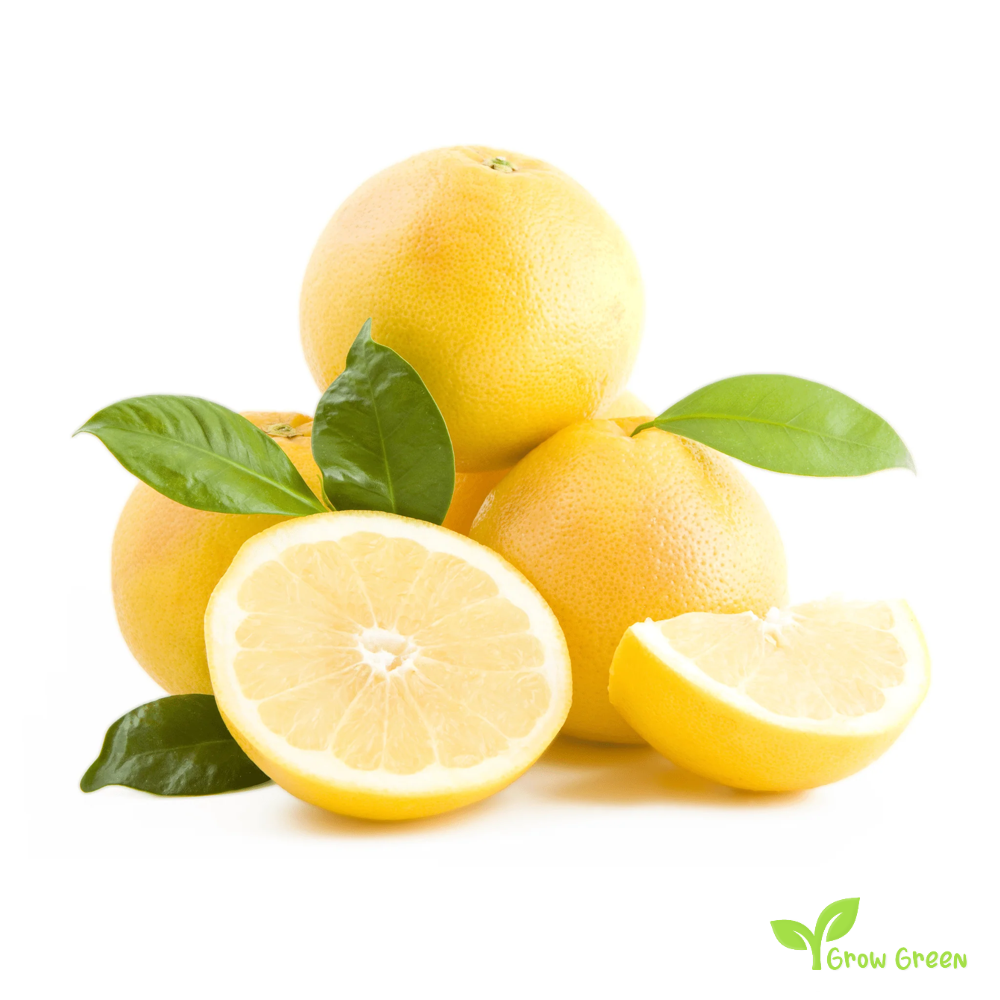 5 seeds of Grapefruit Yellow Flesh - CITRUS PARADISI + Gift 5 seeds Sunflower