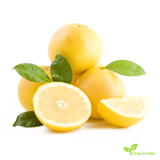 5 seeds of Grapefruit Yellow Flesh - CITRUS PARADISI + Gift 5 seeds Sunflower
