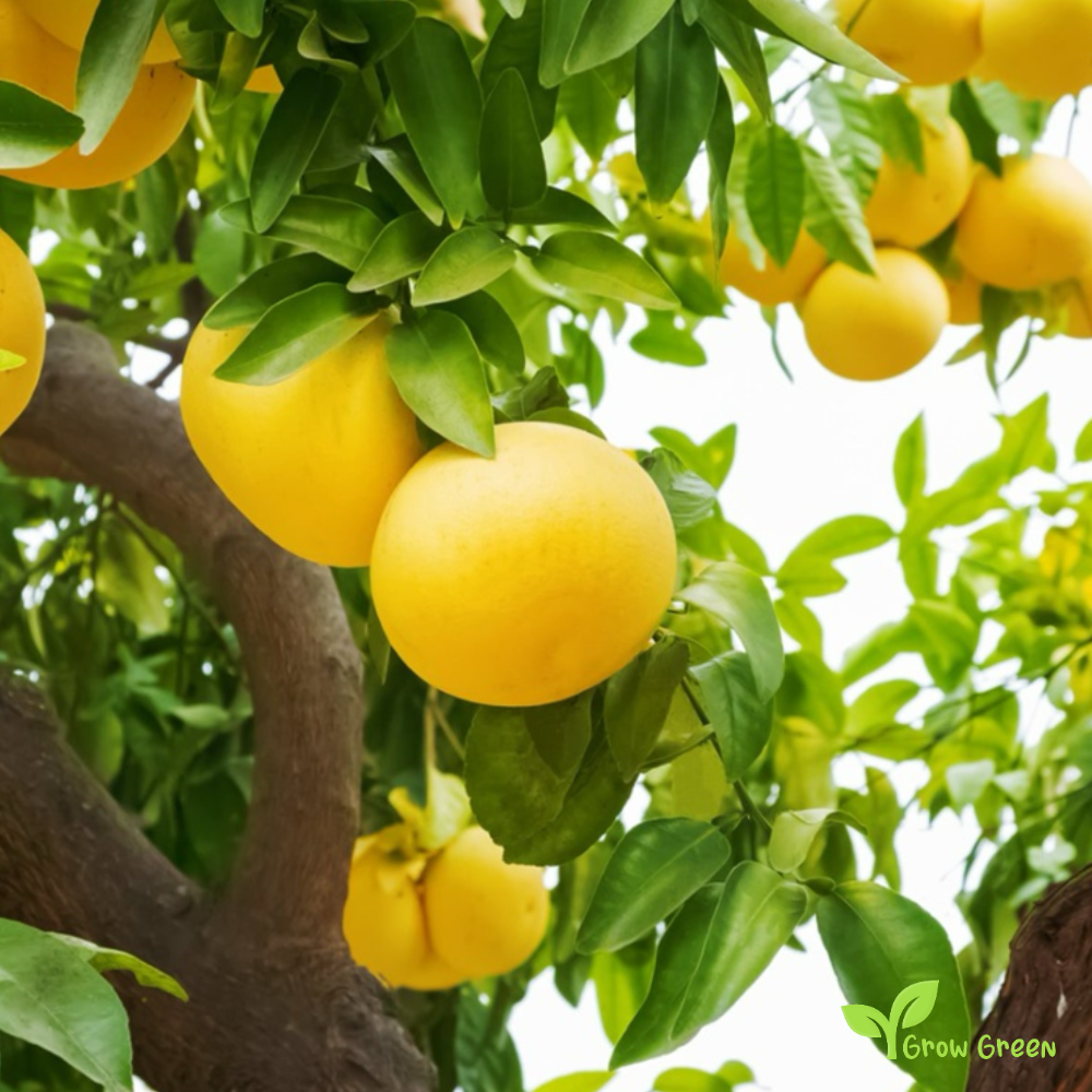 5 seeds of Grapefruit Yellow Flesh - CITRUS PARADISI + Gift 5 seeds Sunflower