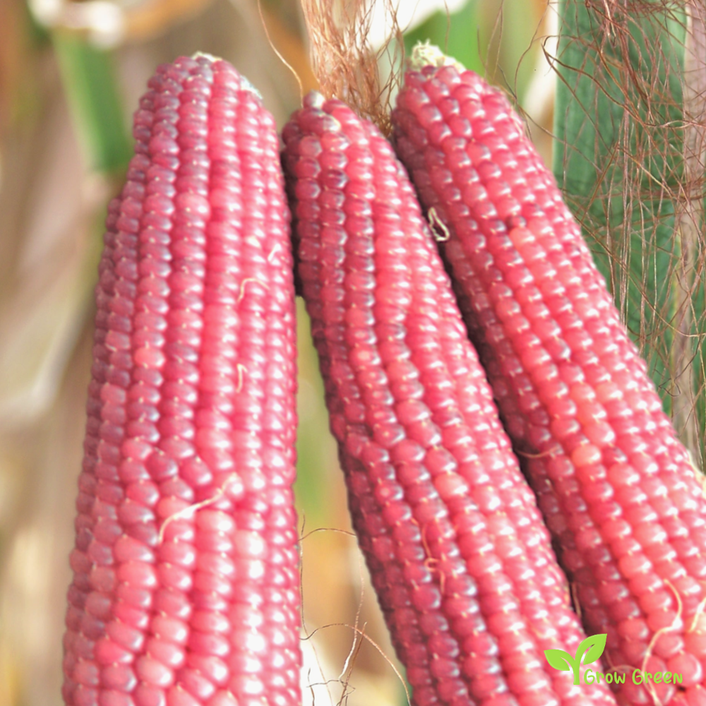 10 seeds of Pink Maize - ZEA MAYS - Pink Corn + Gift 5 seeds Sunflower