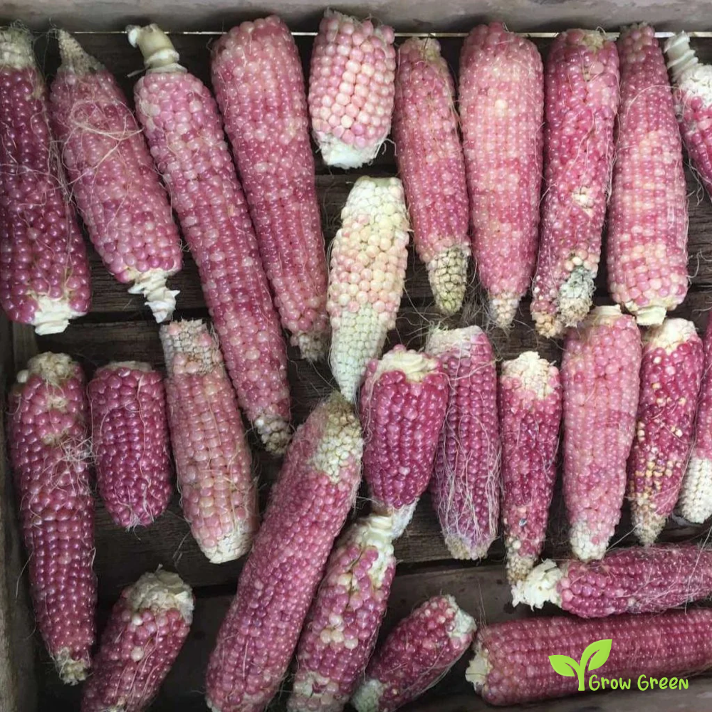 10 seeds of Pink Maize - ZEA MAYS - Pink Corn + Gift 5 seeds Sunflower