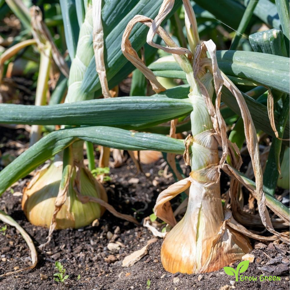 50 seeds of Onion Ailsa Craig - ALLIUM CEPA - Prizewinner + Gift 5 seeds Sunflower