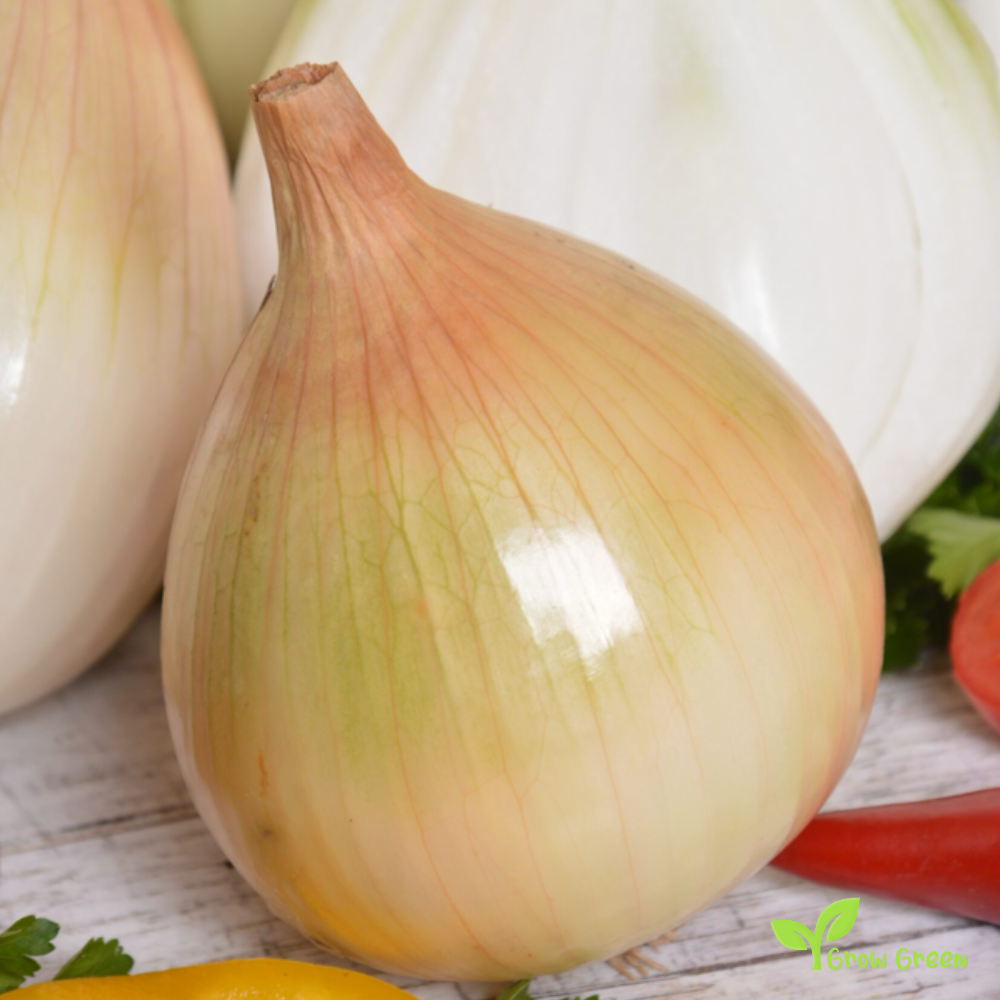 50 seeds of Onion Ailsa Craig - ALLIUM CEPA - Prizewinner + Gift 5 seeds Sunflower