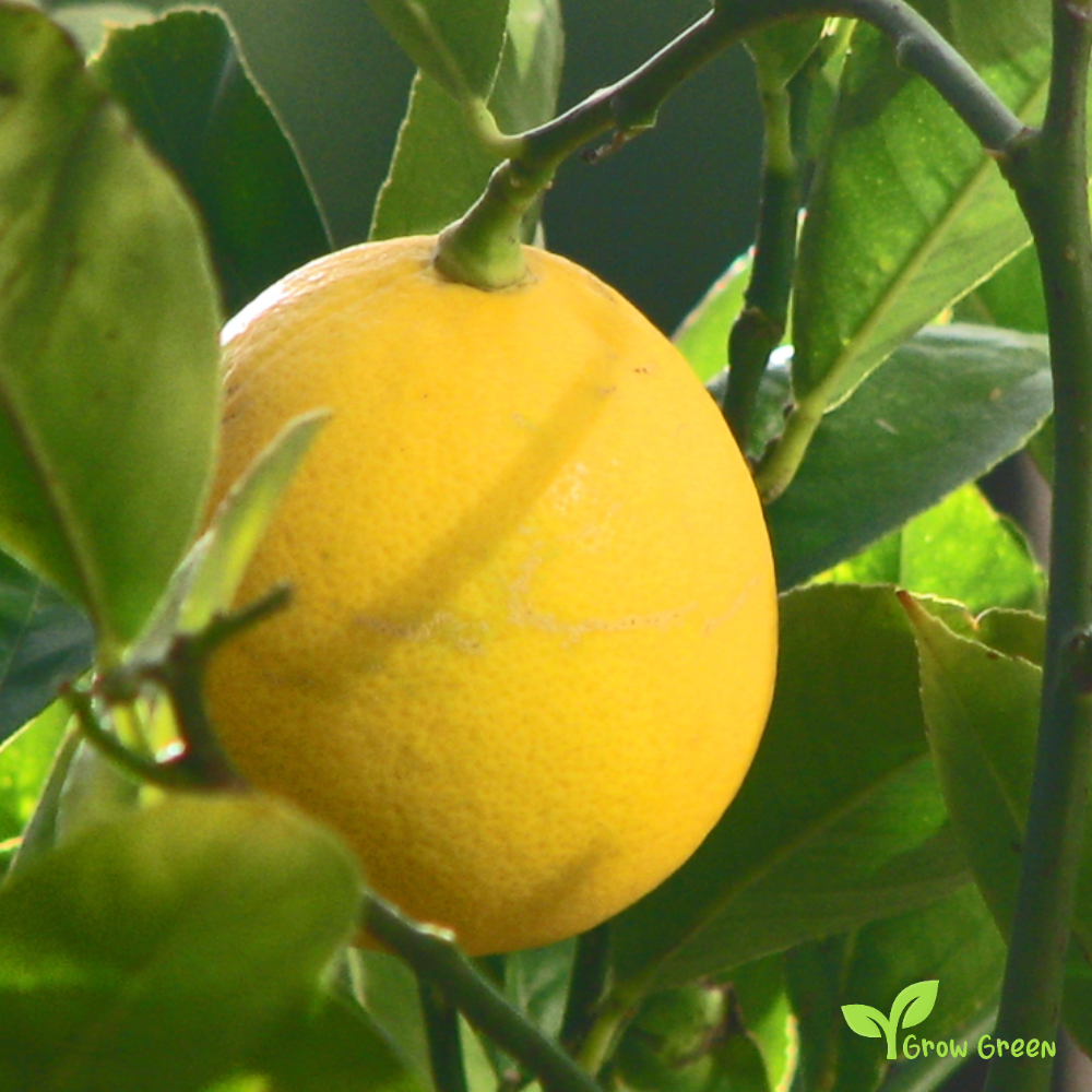 5 seeds of Lemon - CITRUS LIMON + Gift 5 seeds Sunflower