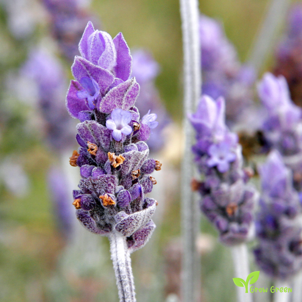 50 seeds of Lavender - LAVANDULA ANGUSTIFOLIA - English Lavender + Gift 5 seeds Sunflower