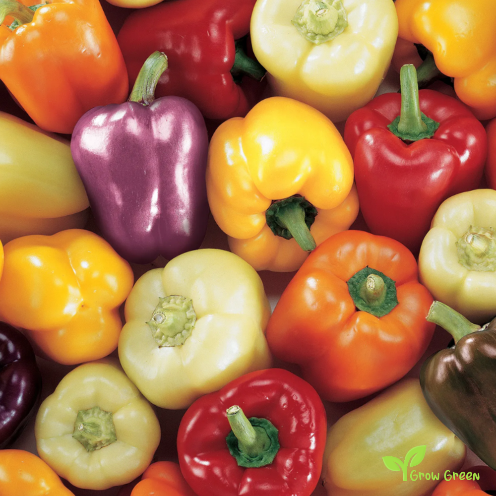 50 seeds Mixed Colour Bell Pepper - CAPSICUM ANNUUM - Sweet + Gift 5 seeds Sunflower