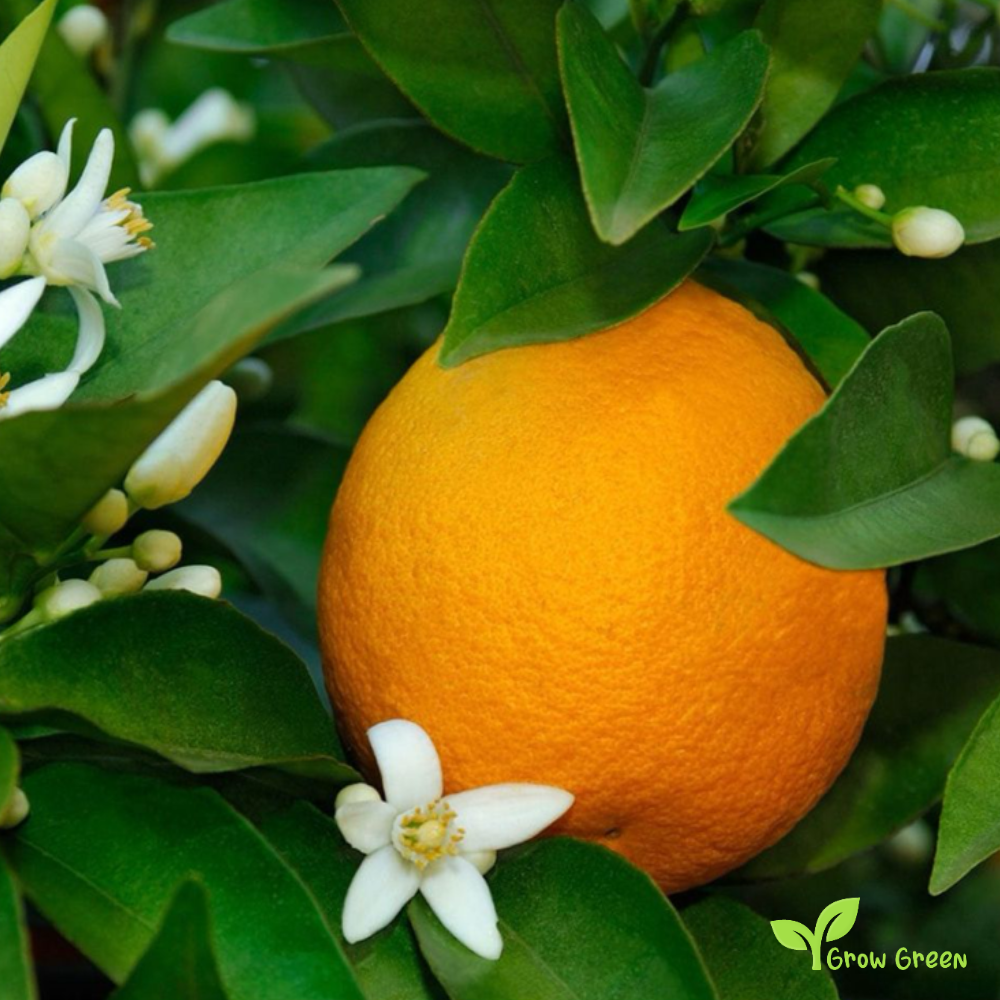 10 seeds of Orange - CITRUS SINENSIS + Gift 5 seeds Sunflower