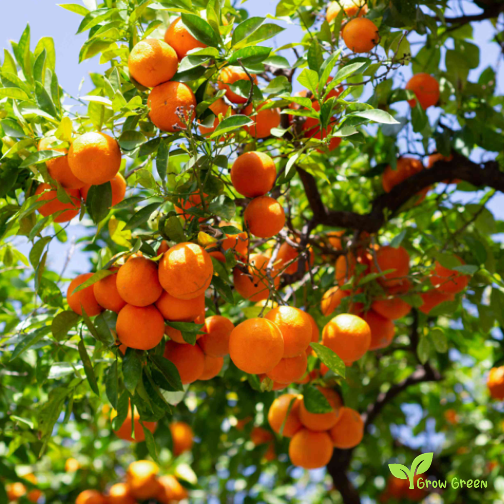 10 seeds of Orange - CITRUS SINENSIS + Gift 5 seeds Sunflower