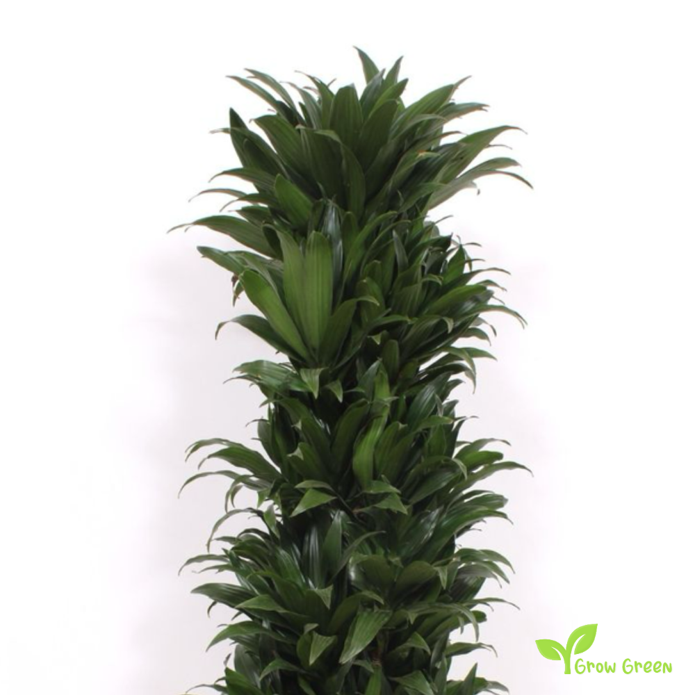 5 seeds of Cornstalk Dracaena - DRACAENA FRAGRANS + Gift 5 seeds Sunflower
