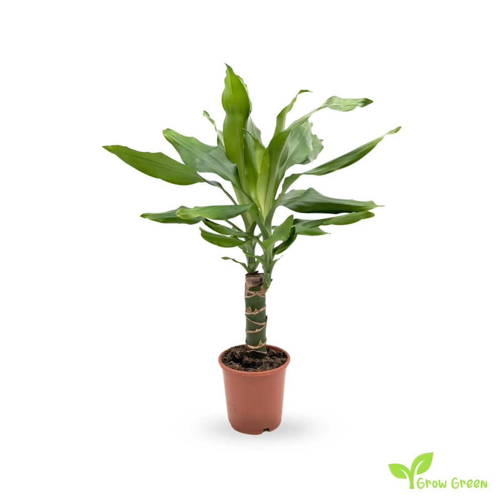 5 seeds of Cornstalk Dracaena - DRACAENA FRAGRANS + Gift 5 seeds Sunflower
