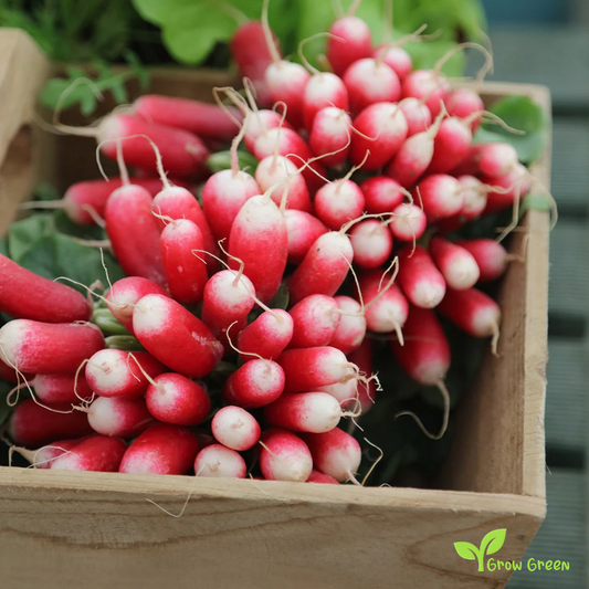 50 seeds of French Breakfast Radish - RAPHANUS SATIVUS + Gift 5 seeds Sunflower