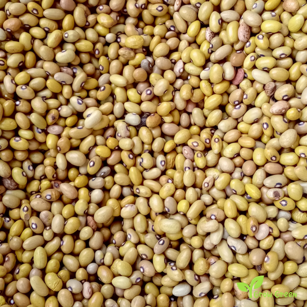 Yellow Bean Uganda - PHASEOLUS VULGARIS + Gift 5 seeds Sunflower