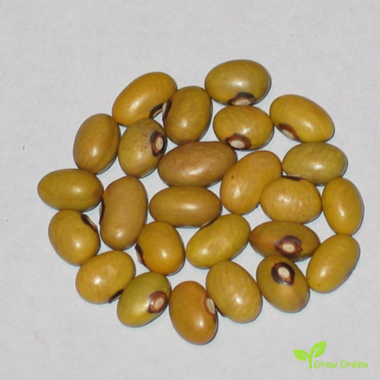 Yellow Bean Uganda - PHASEOLUS VULGARIS + Gift 5 seeds Sunflower