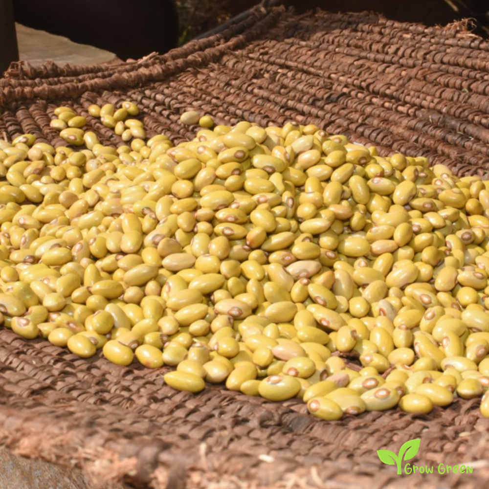 Yellow Bean Uganda - PHASEOLUS VULGARIS + Gift 5 seeds Sunflower