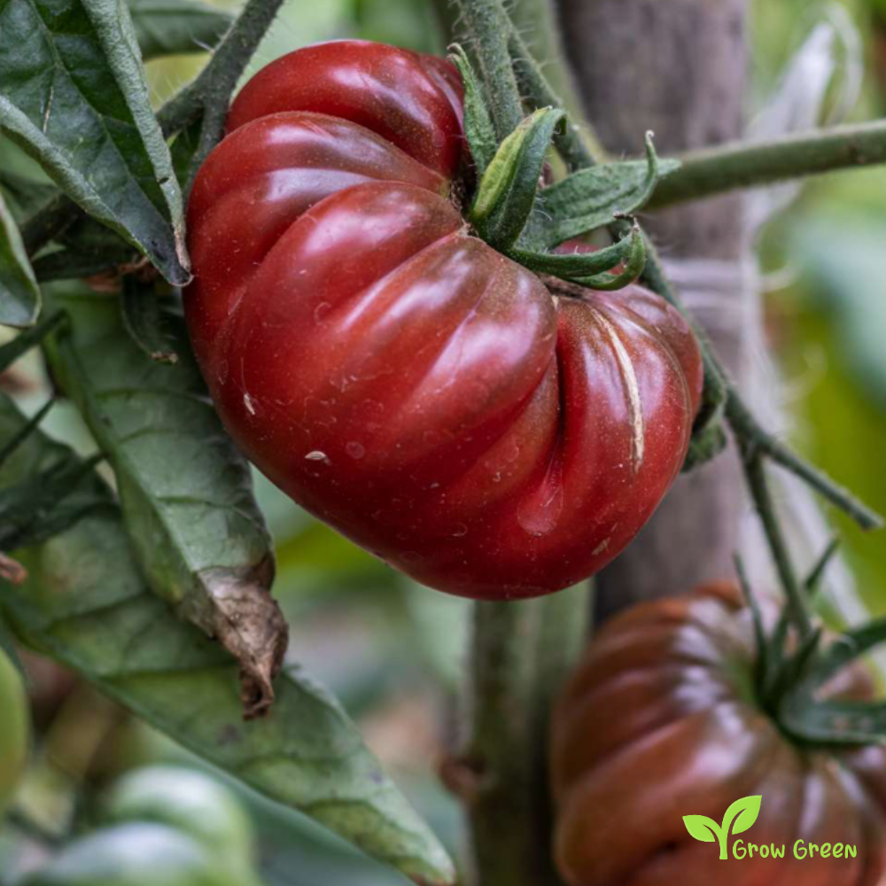 10 seeds Black Beefsteak Tomato - SOLANUM LYCOPERSICUM + Gift 5 seeds Sunflower