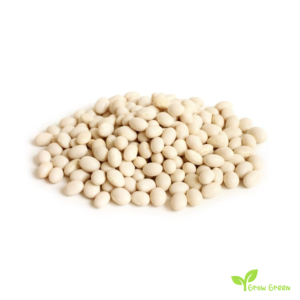 50 seeds of Haricot Bean - PHASEOLUS VULGARIS - Navy Bean + Gift 5 seeds Sunflower