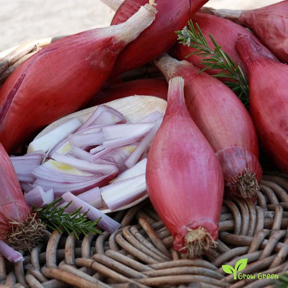 50 seeds of Red Firenze Onion - ALLIUM CEPA + Gift 5 seeds Sunflower