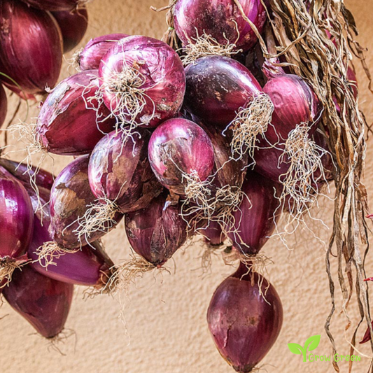 50 seeds of Red Tropea Onion - ALLIUM CEPA + Gift 5 seeds Sunflower