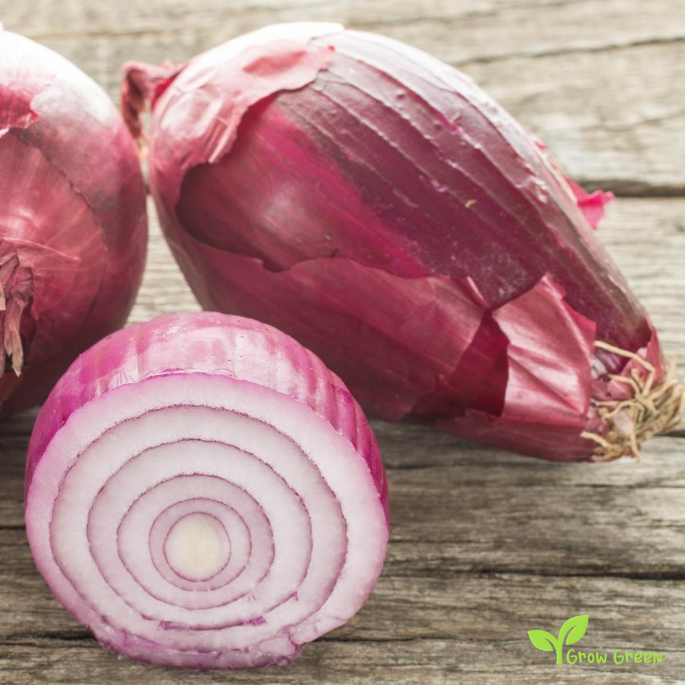 50 seeds of Red Tropea Onion - ALLIUM CEPA + Gift 5 seeds Sunflower