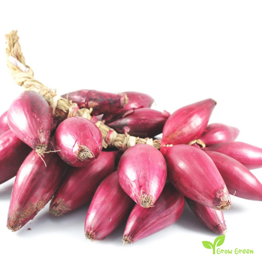 50 seeds of Red Tropea Onion - ALLIUM CEPA + Gift 5 seeds Sunflower