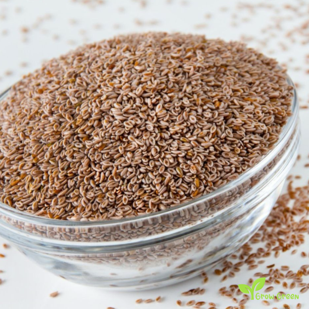 50 seeds Psyllium - PLANTAGO OVATA - Blond Plantain + Gift 5 seeds Sunflower
