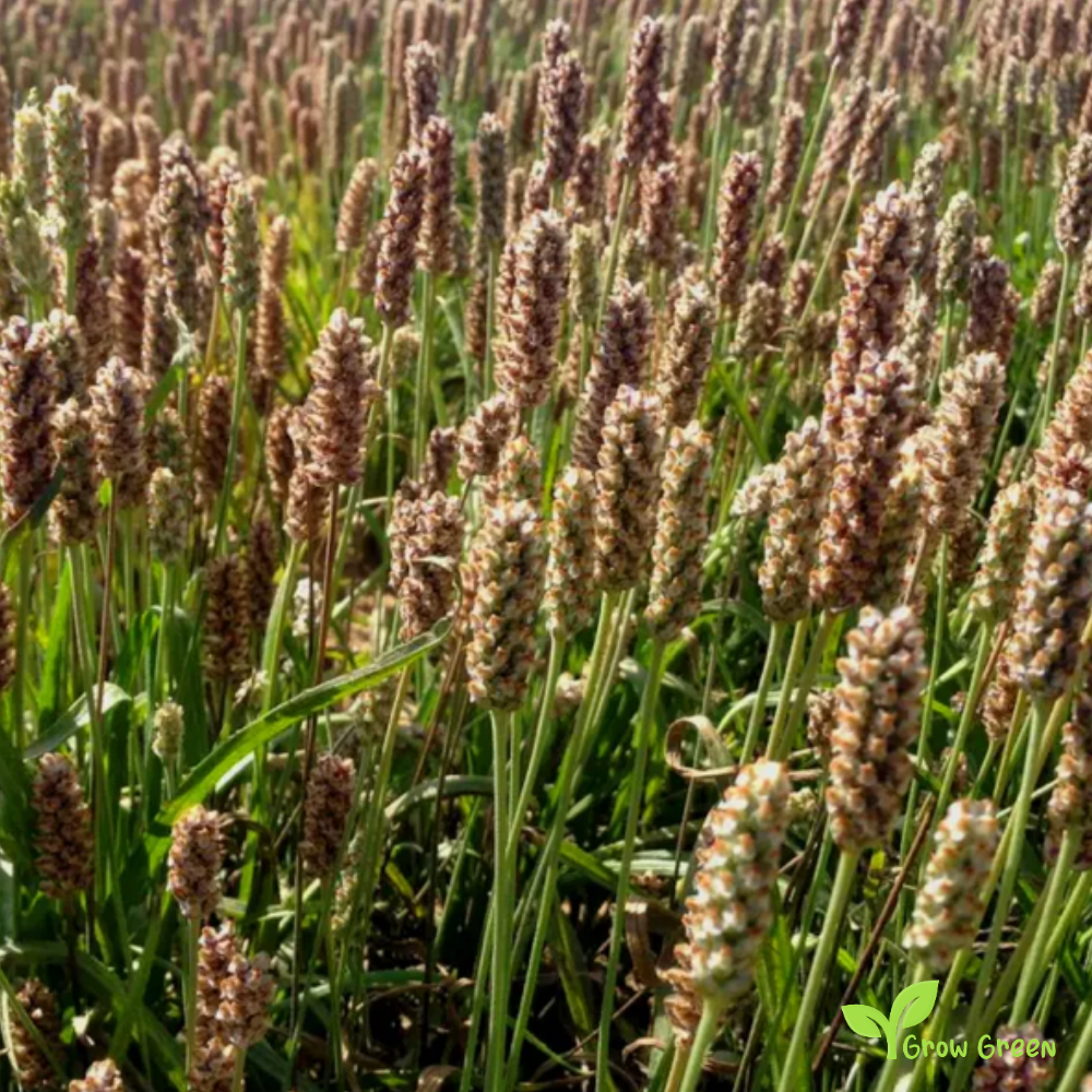50 seeds Psyllium - PLANTAGO OVATA - Blond Plantain + Gift 5 seeds Sunflower