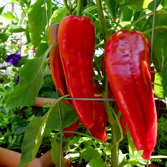 20 seeds Red Sweet Long Pepper - CAPSICUM ANNUUM - Mild + Gift 5 seeds Sunflower