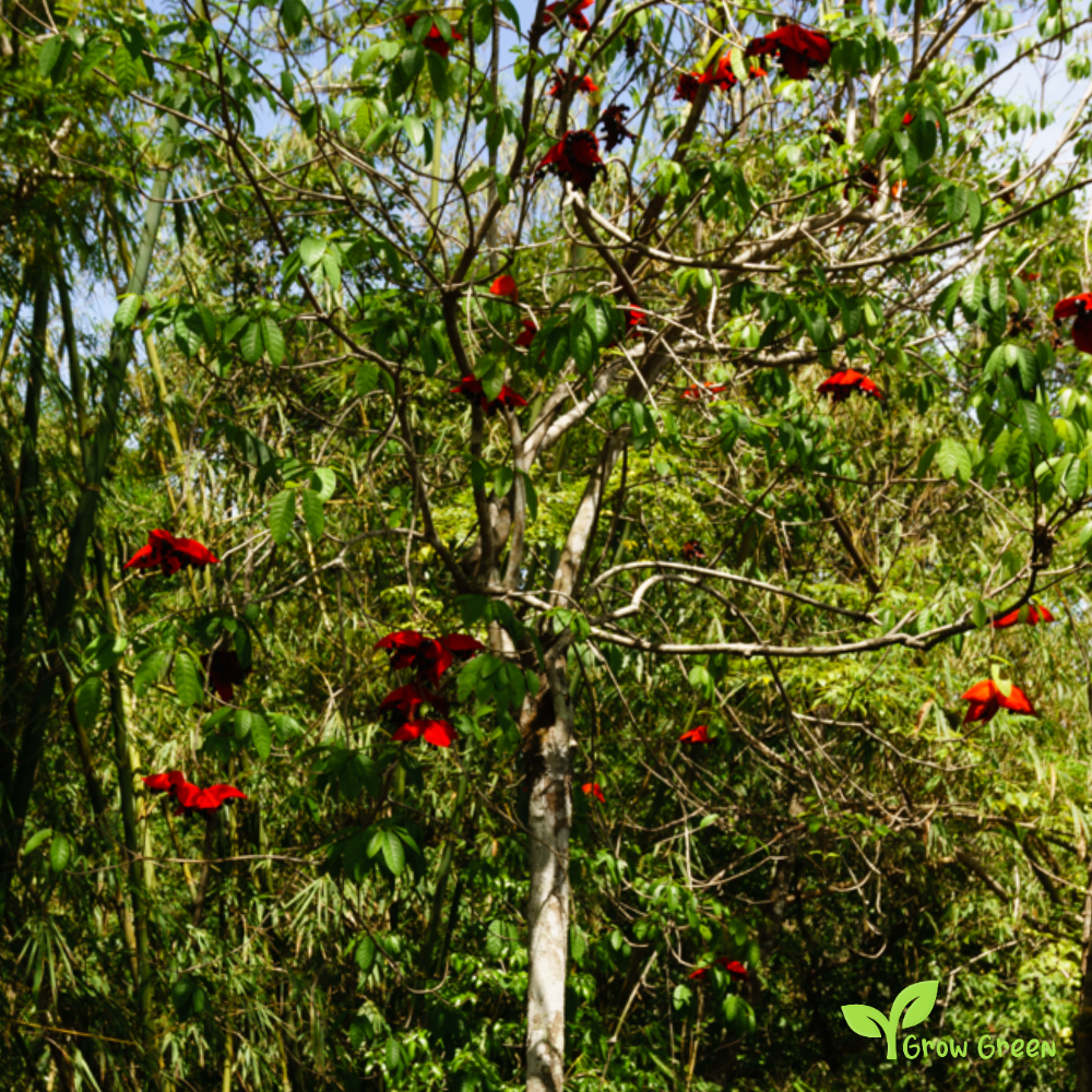 3 seeds of Sterculia Lychnophora - SCAPHIUM AFFINE - Malva Nut + Gift 5 seeds Sunflower
