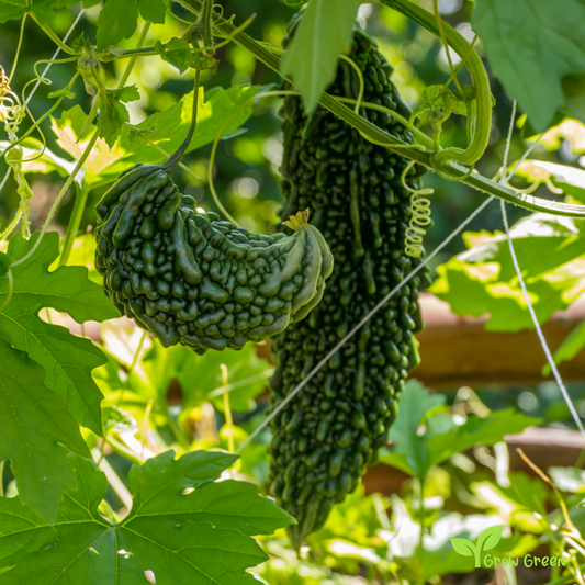 5 seeds of Bitter Melon - MOMORDICA CHARANTIA + Gift 5 seeds Sunflower