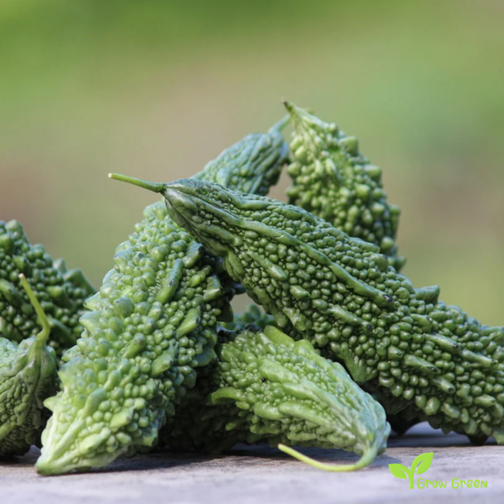 5 seeds of Bitter Melon - MOMORDICA CHARANTIA + Gift 5 seeds Sunflower