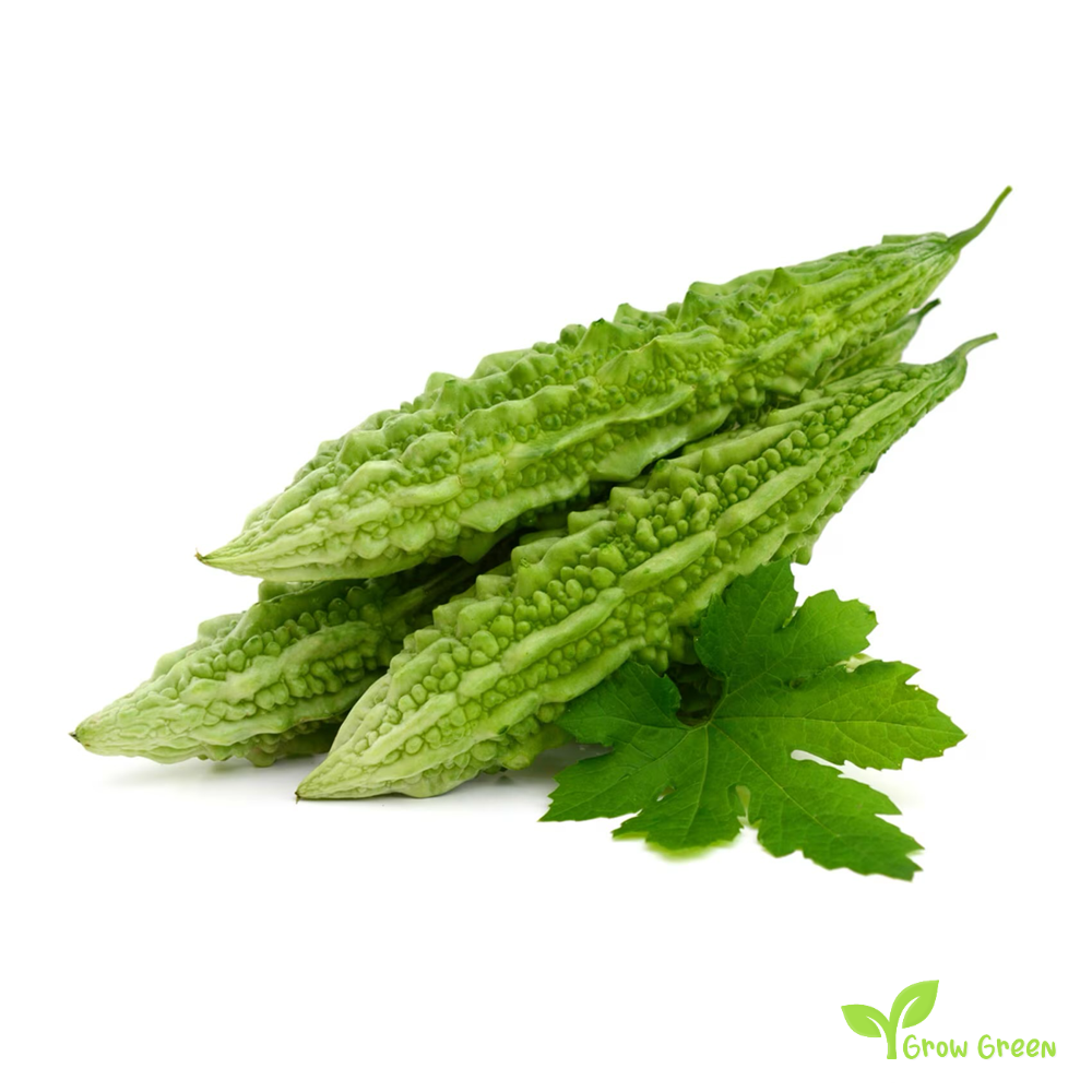 5 seeds of Bitter Melon - MOMORDICA CHARANTIA + Gift 5 seeds Sunflower