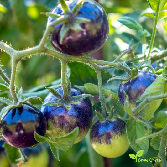 10 seeds Purple Tomato - SOLANUM LYCOPERSICUM + Gift 5 seeds Sunflower
