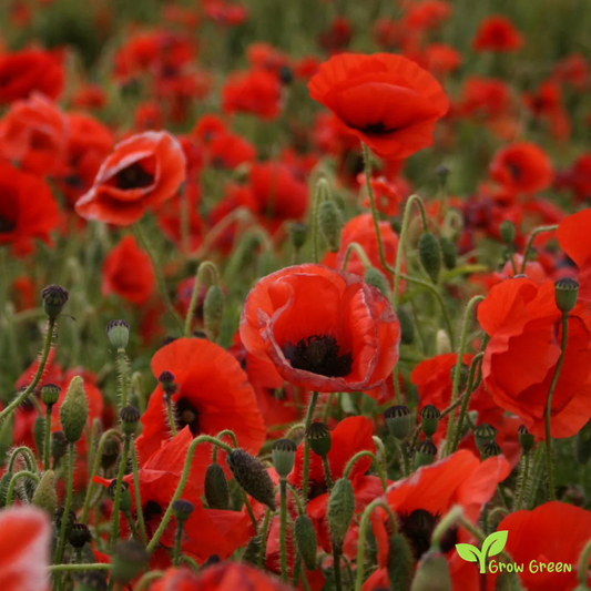 30 seeds of Rhoeas Poppy - PAPAVER + Gift 5 seeds Sunflower