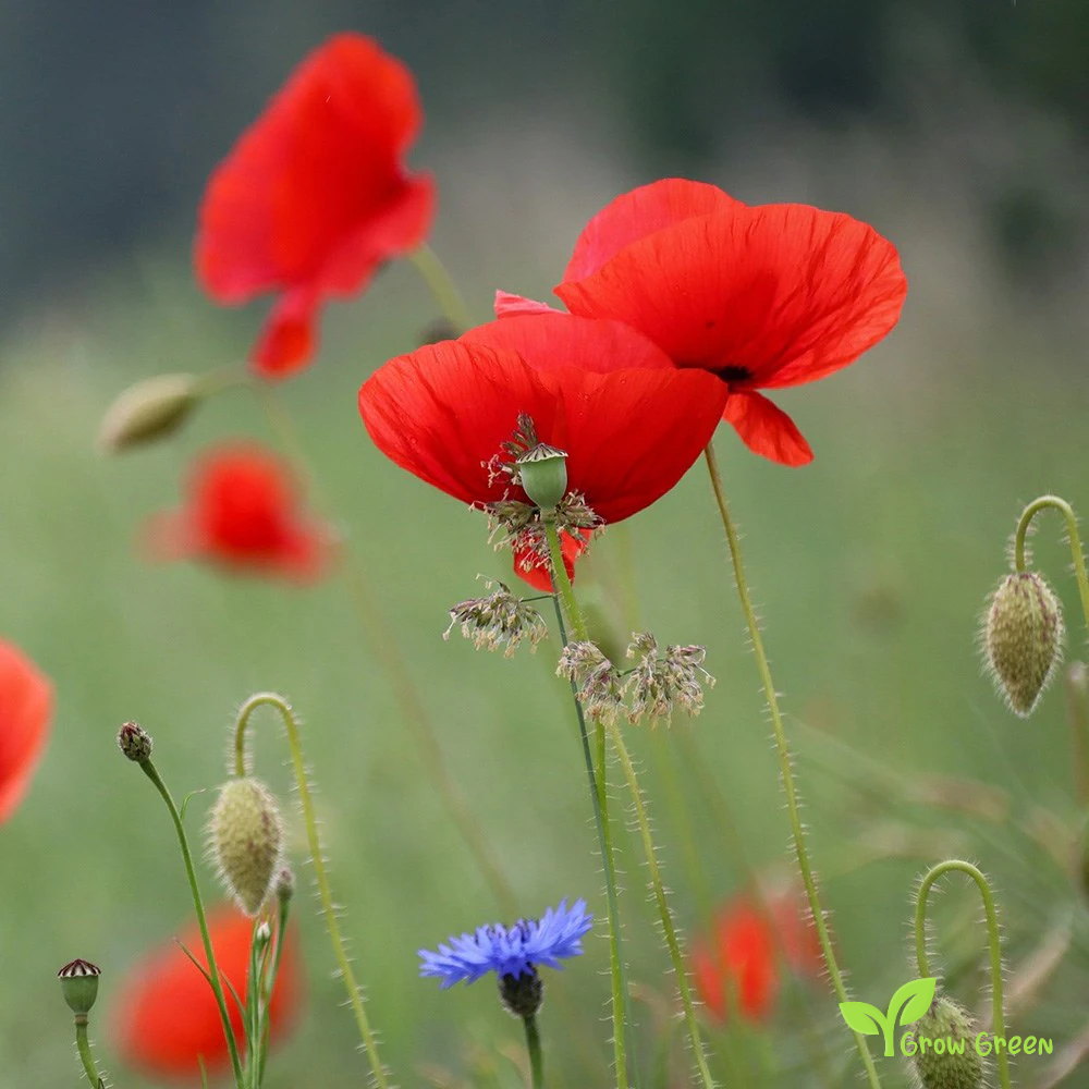 30 seeds of Rhoeas Poppy - PAPAVER + Gift 5 seeds Sunflower