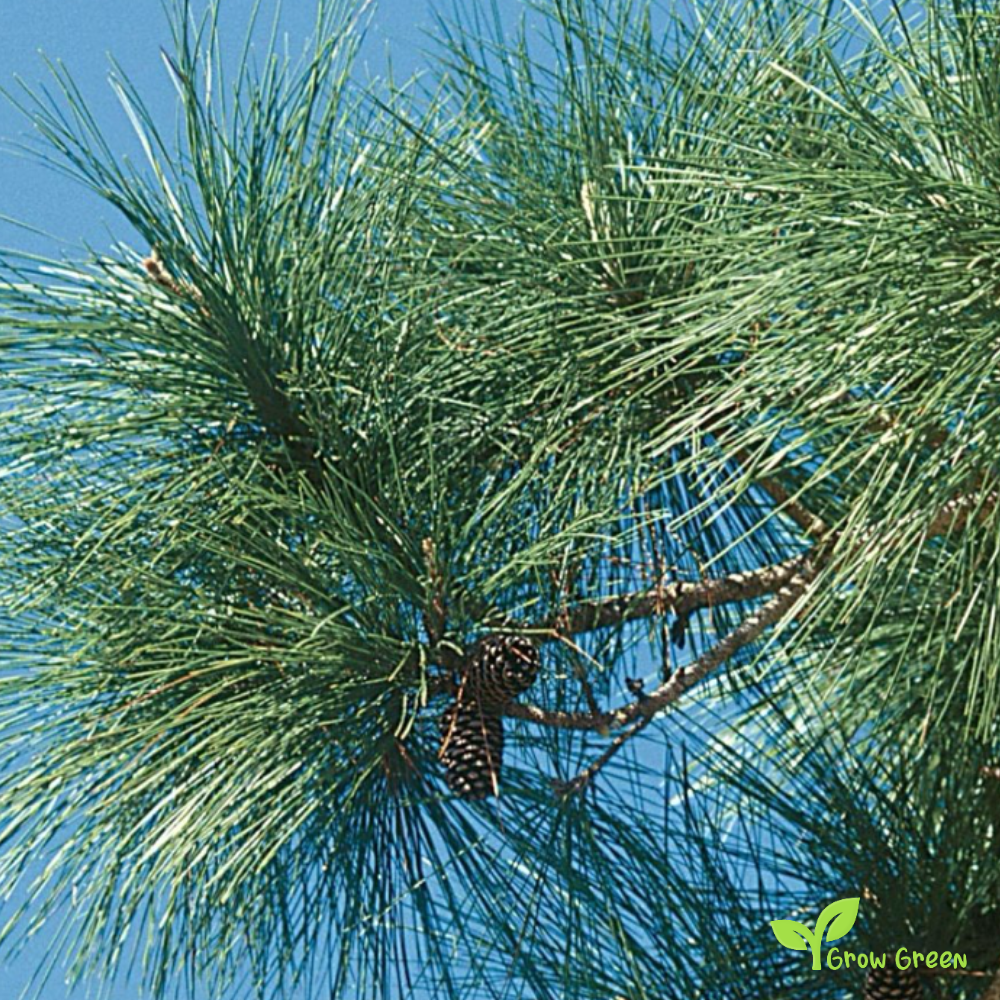 5 seeds of Slash Pine - PINUS ELLIOTTII + Gift 5 seeds Sunflower