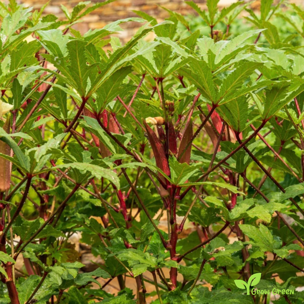5 seeds of Red Okra - ABELMOSCHUS ESCULENTUS - Okro + Gift 5 seeds Sunflower
