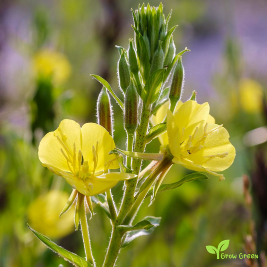 20 seeds of Evening Primrose - OENOTHERA BIENNIS + Gift 5 seeds Sunflower