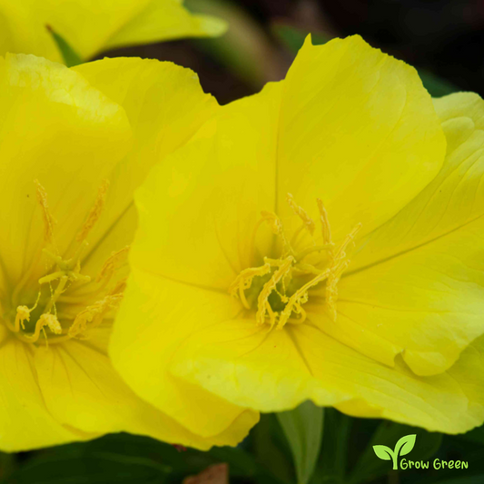 20 seeds of Evening Primrose - OENOTHERA BIENNIS + Gift 5 seeds Sunflower