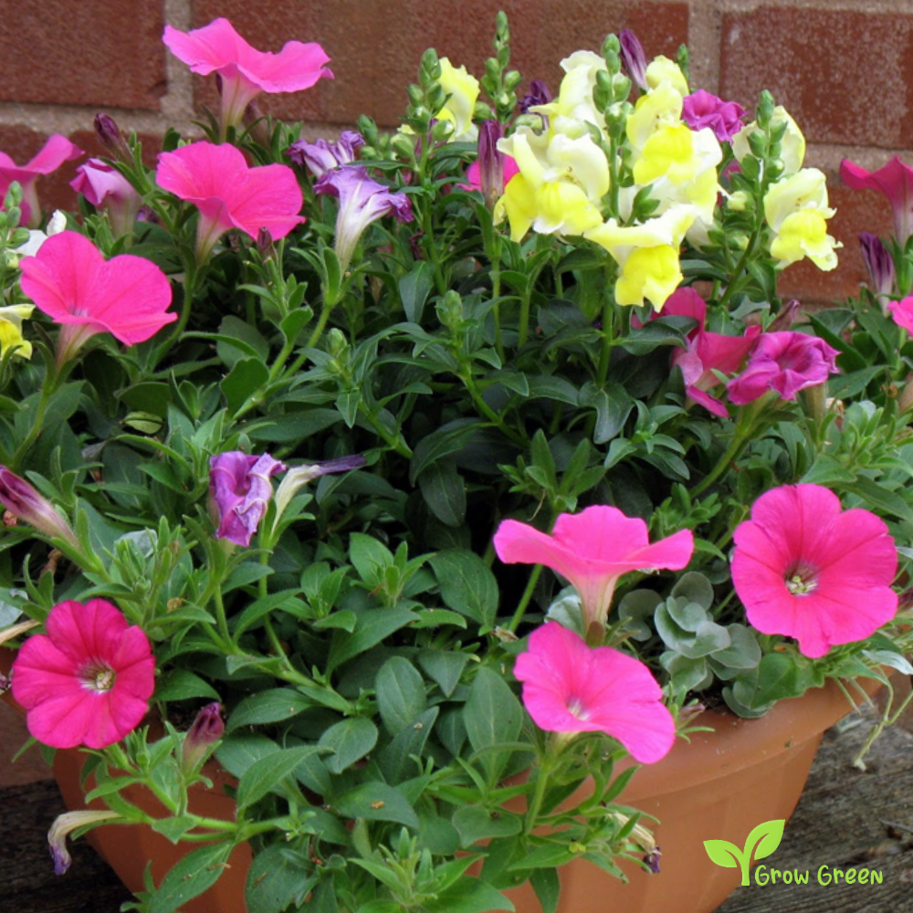 20 seeds of PETUNIA INTEGRIFOLIA + Gift 5 seeds Sunflower