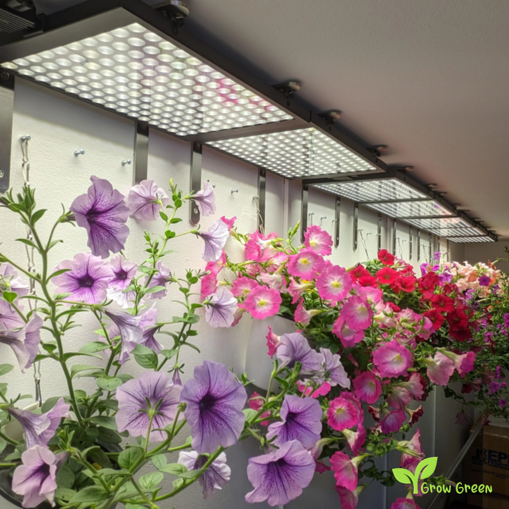 20 seeds of PETUNIA INTEGRIFOLIA + Gift 5 seeds Sunflower