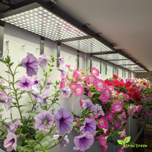 20 seeds of PETUNIA INTEGRIFOLIA + Gift 5 seeds Sunflower