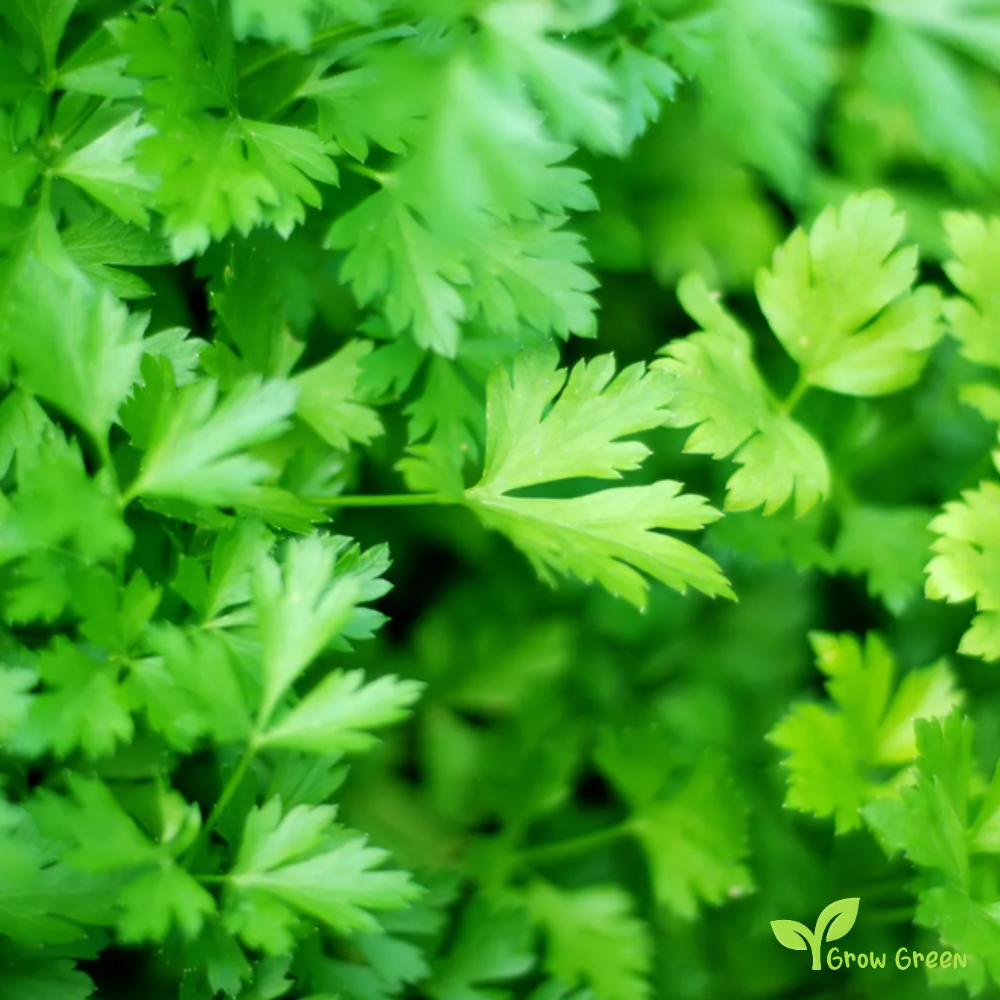 100 seeds of Parsley - PETROSELINUM CRISPUM + Gift 5 seeds Sunflower