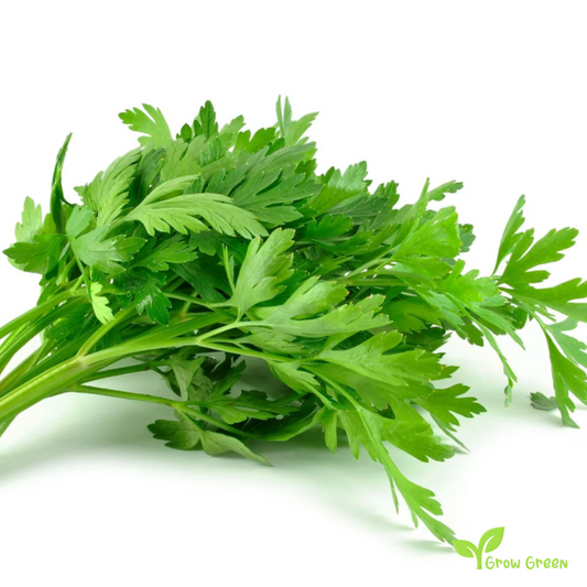 100 seeds of Parsley - PETROSELINUM CRISPUM + Gift 5 seeds Sunflower